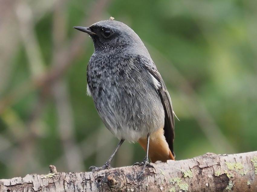 Codirosso spazzacamino ( Phoenicurus ochruros)